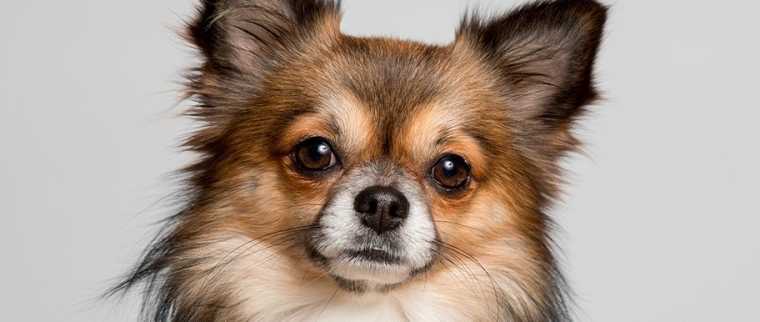 chien chihuahua
